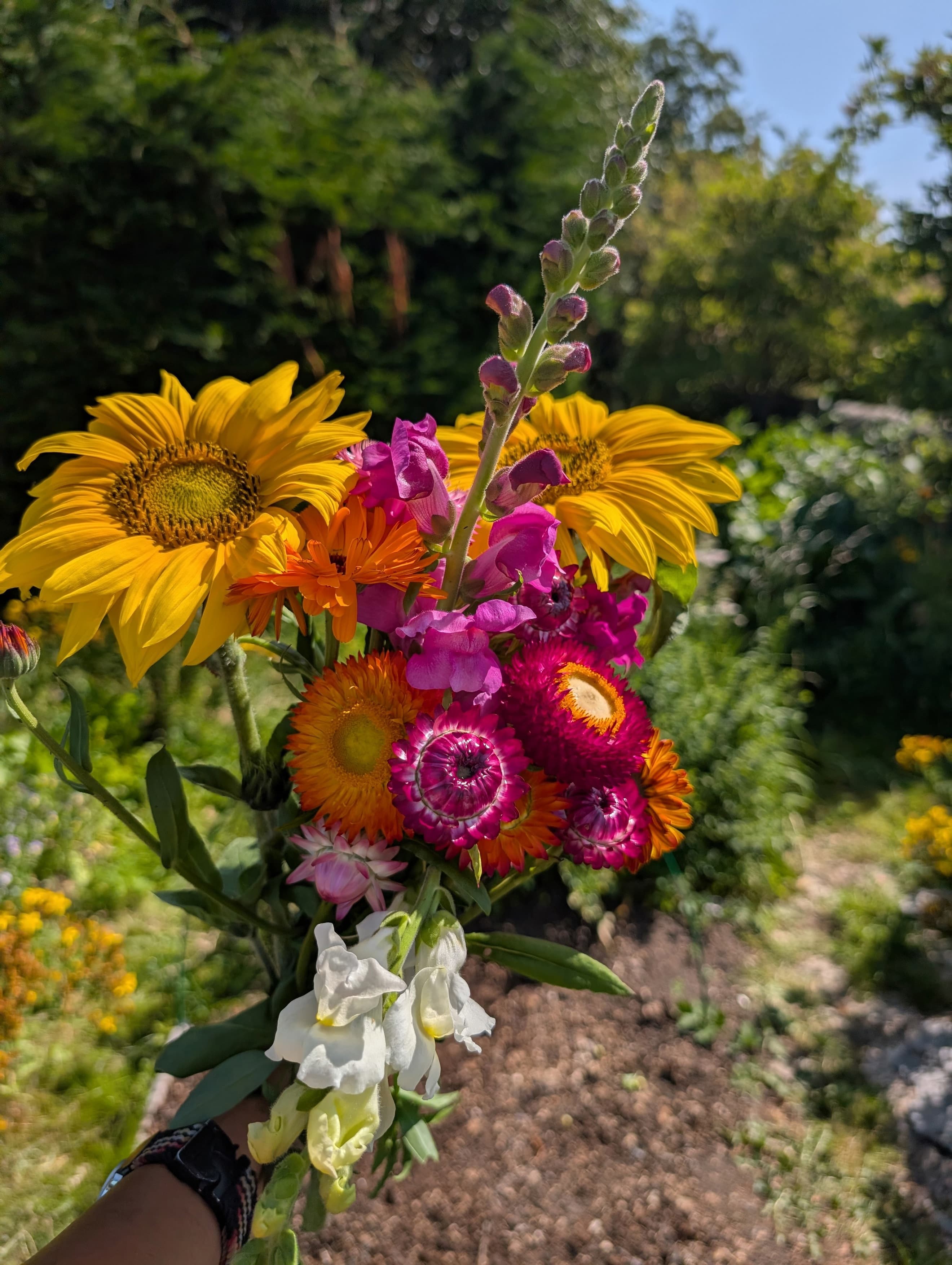 Seasonal Cut Flowers