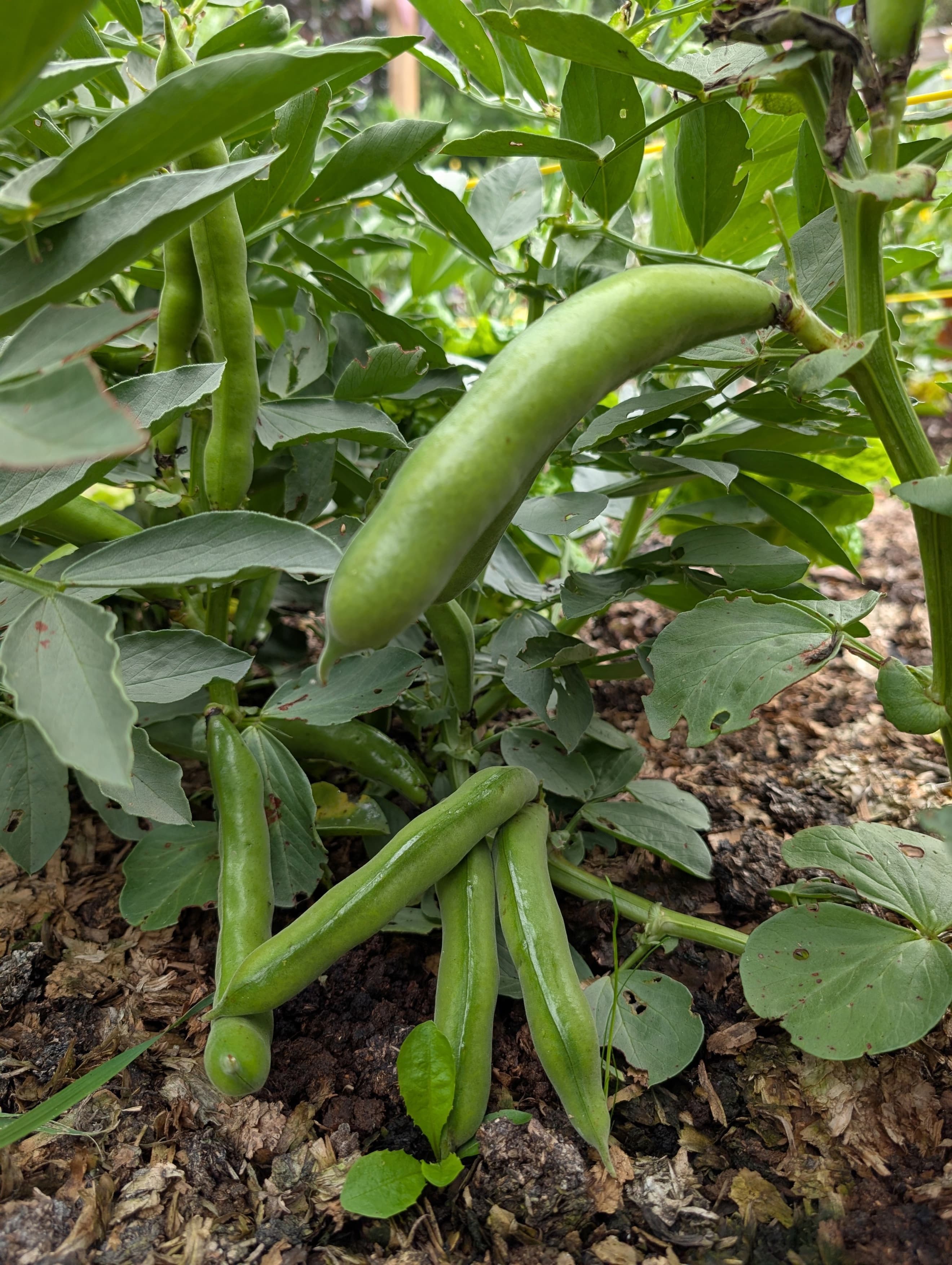 Broad Beans