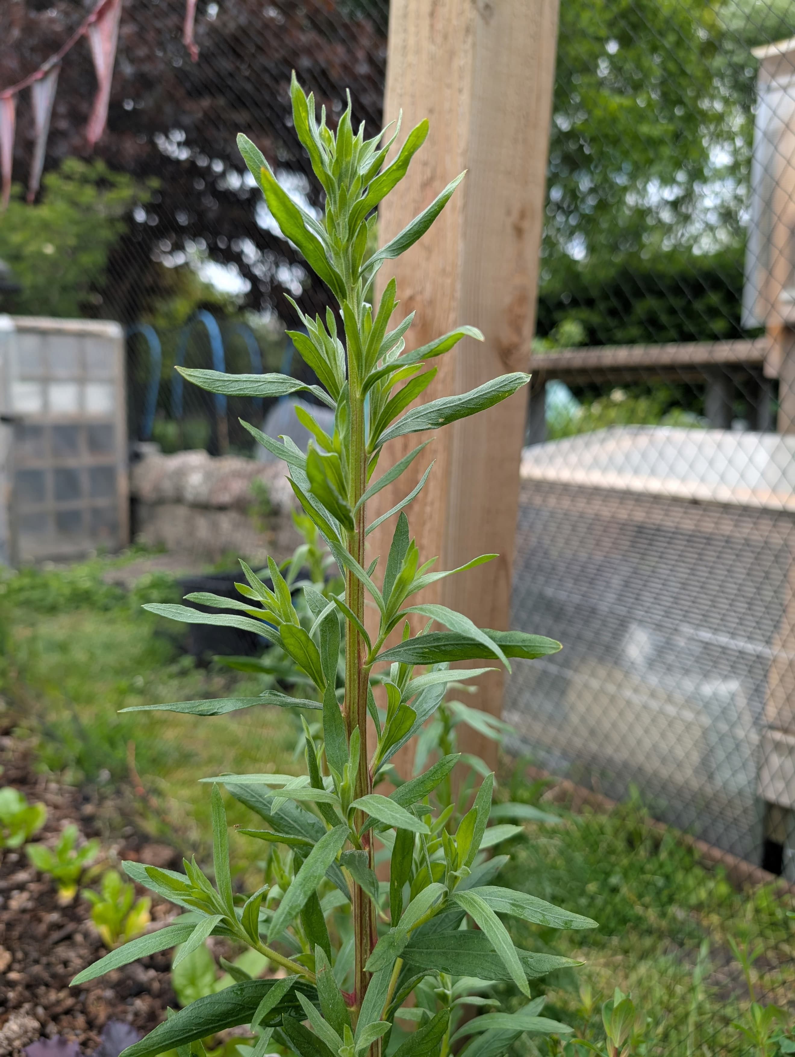 Tarragon