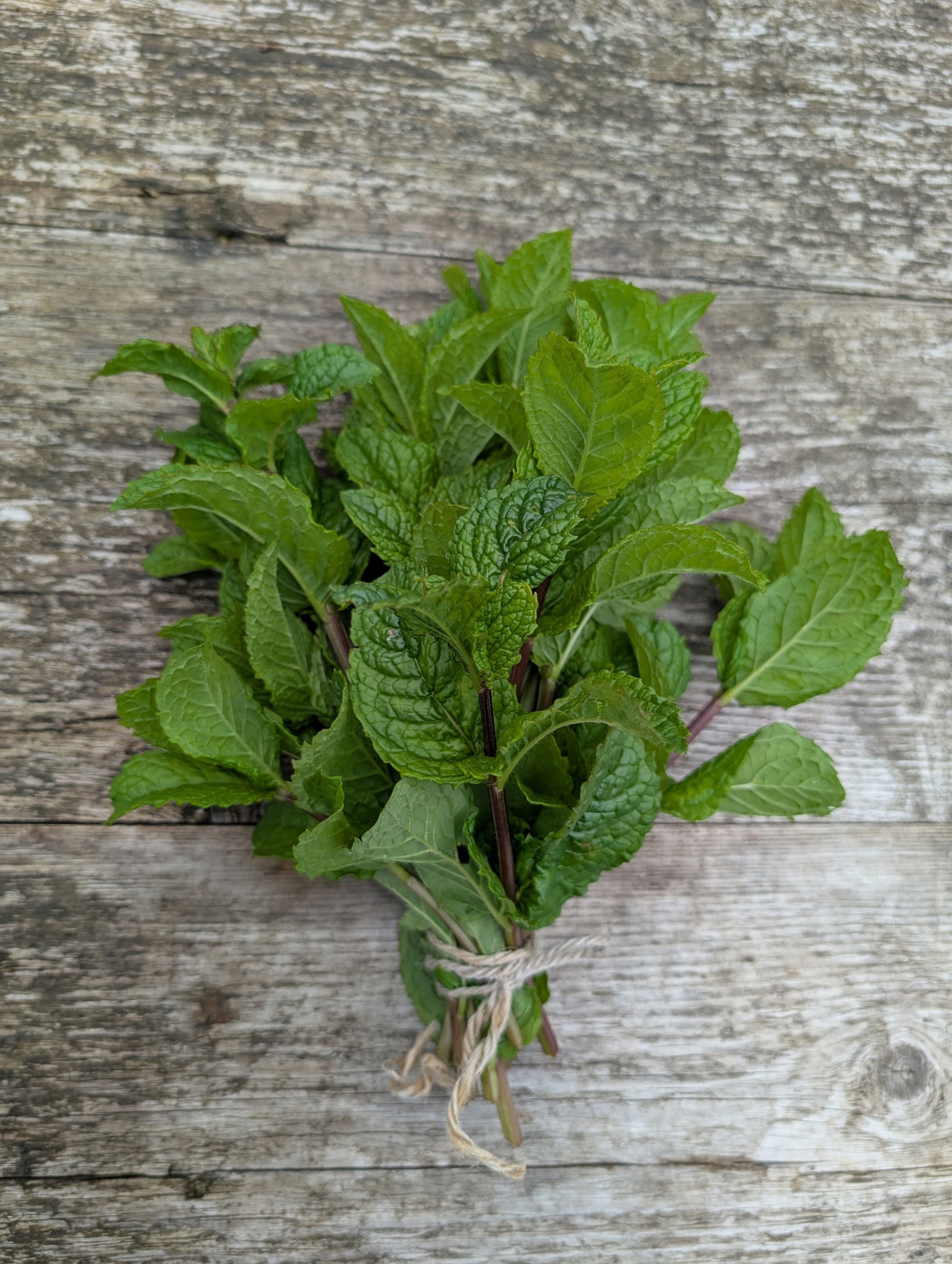 Fresh Peppermint