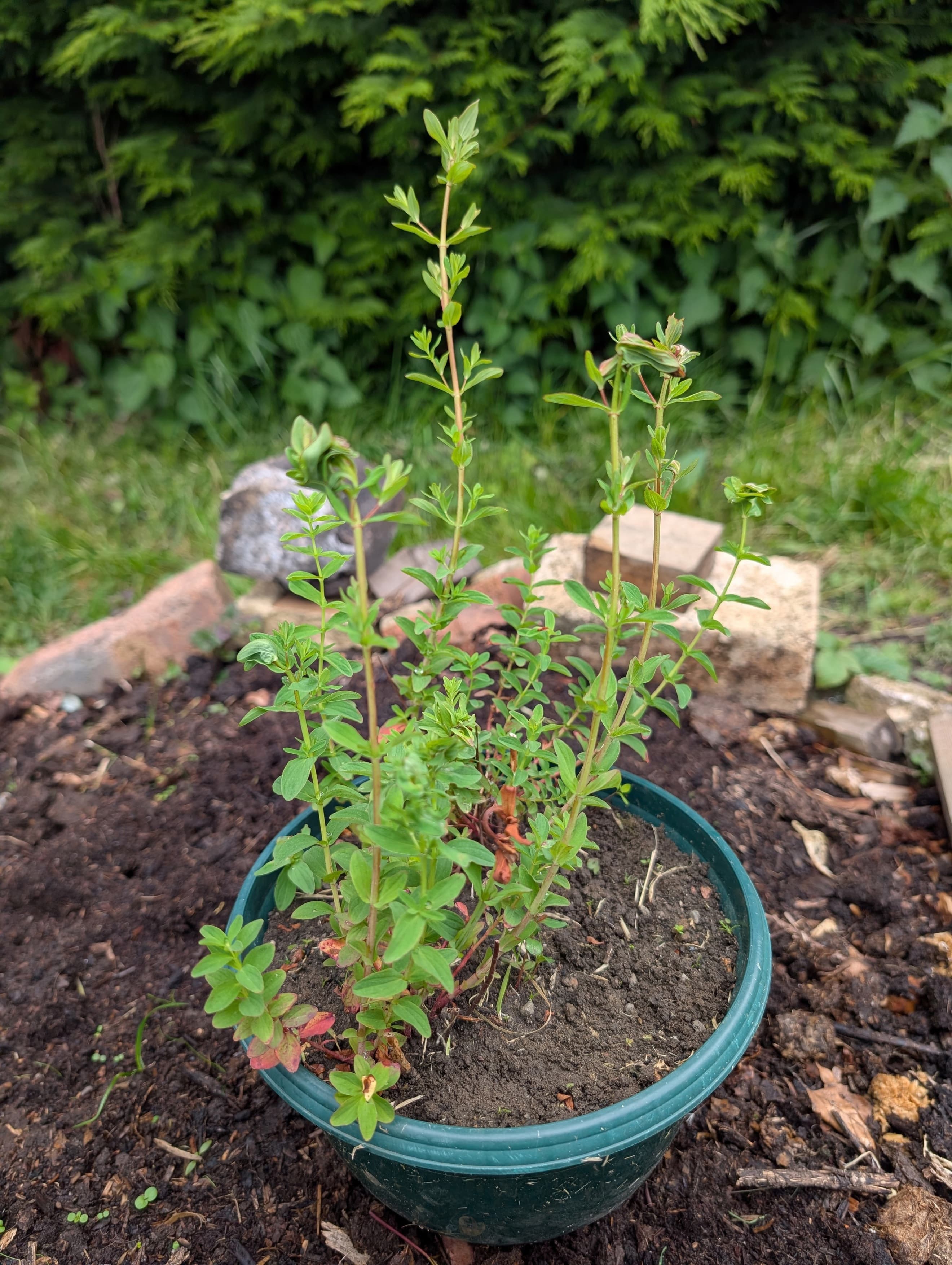 St John's Wort