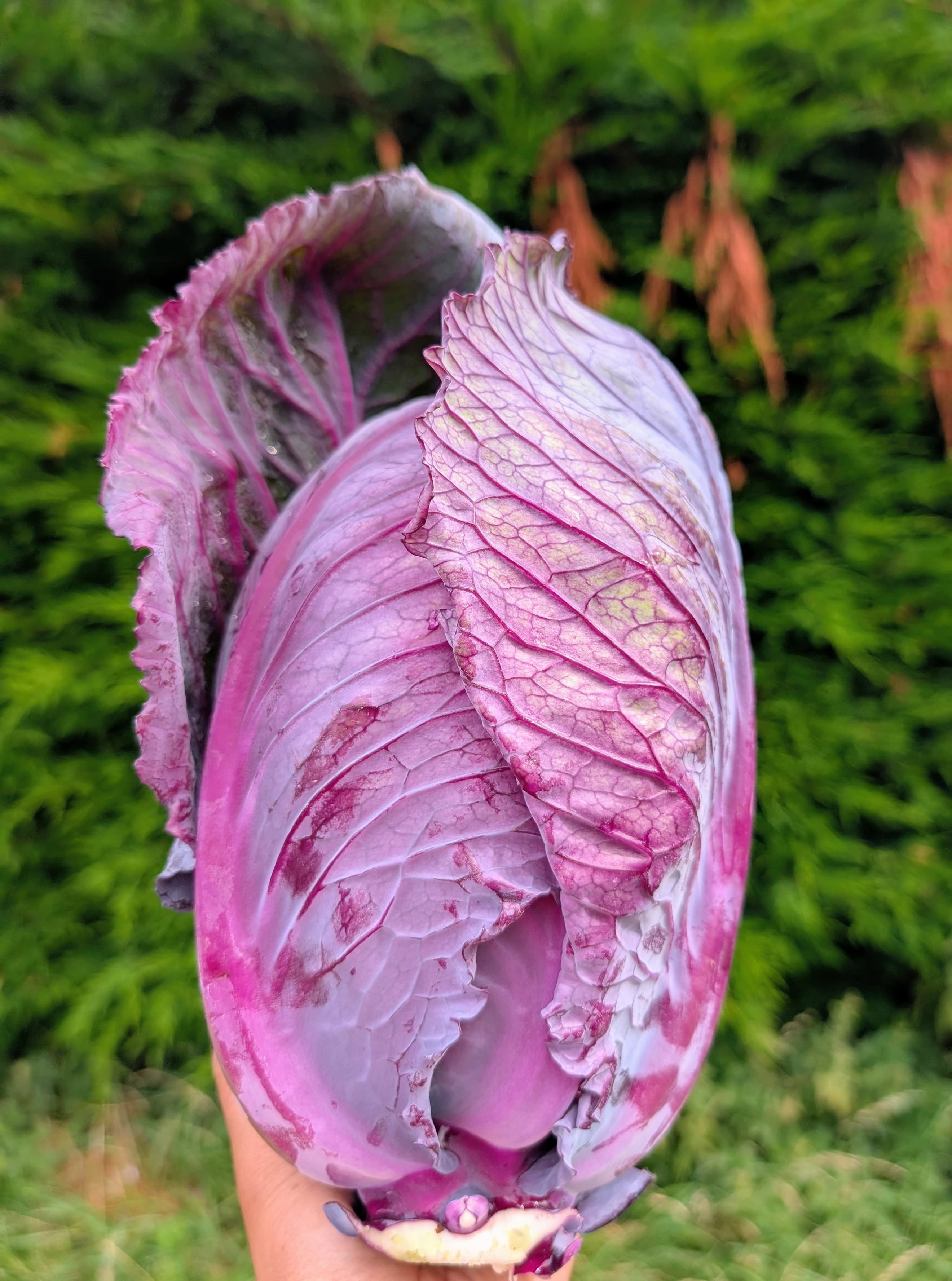 Purple Cabbage