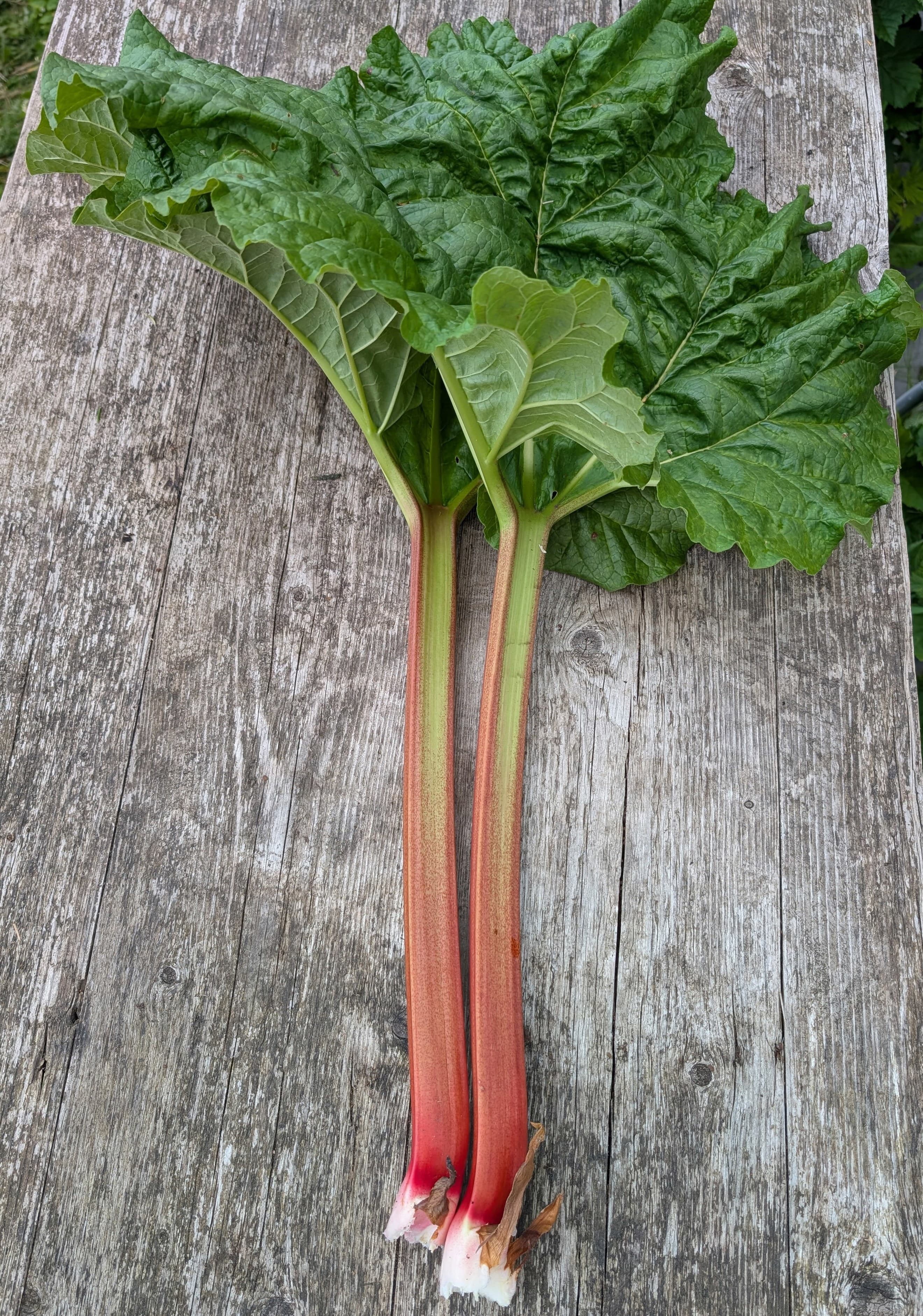 Rhubarb