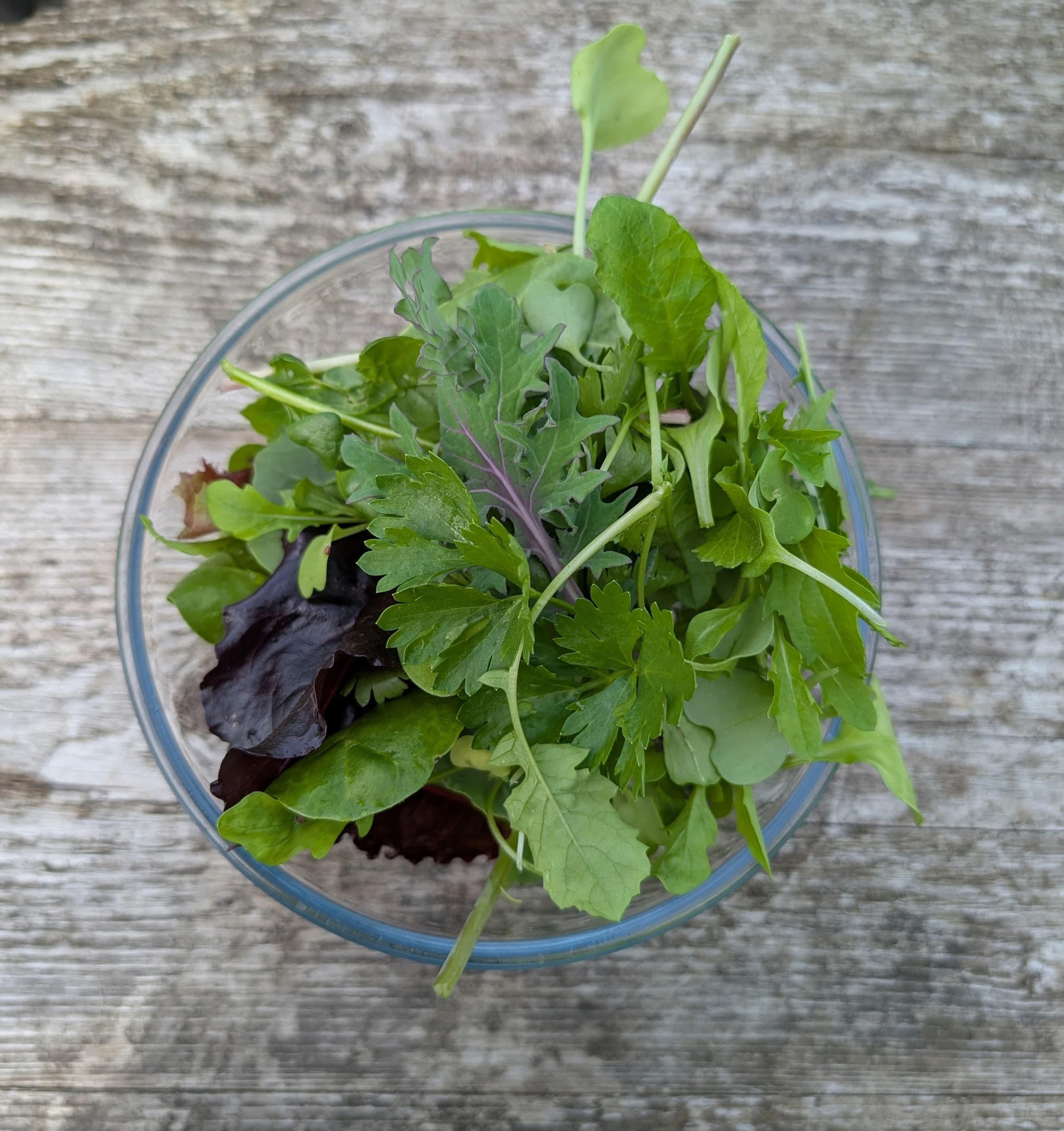 Micro Leaf Salad