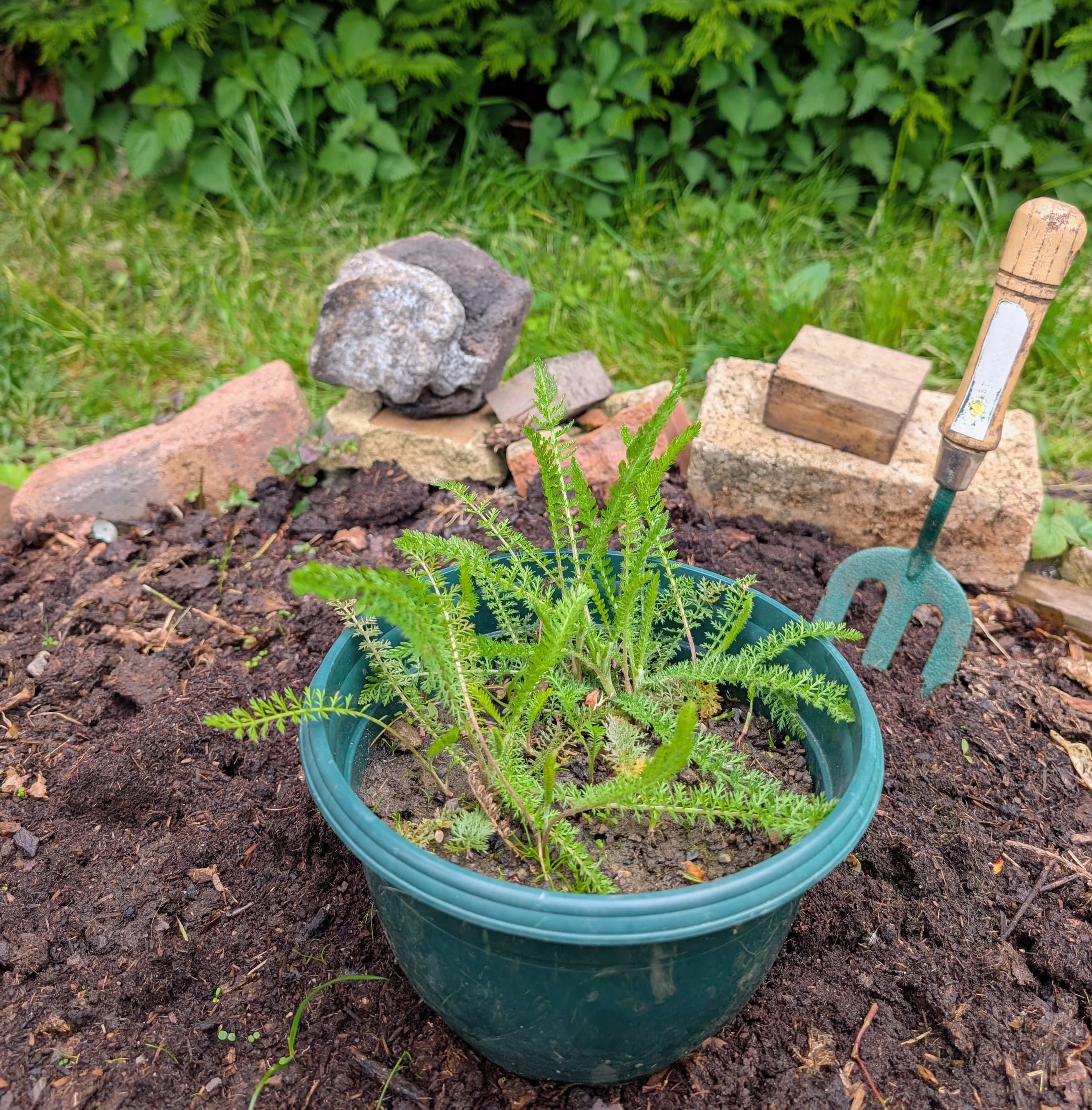 Yarrow plant