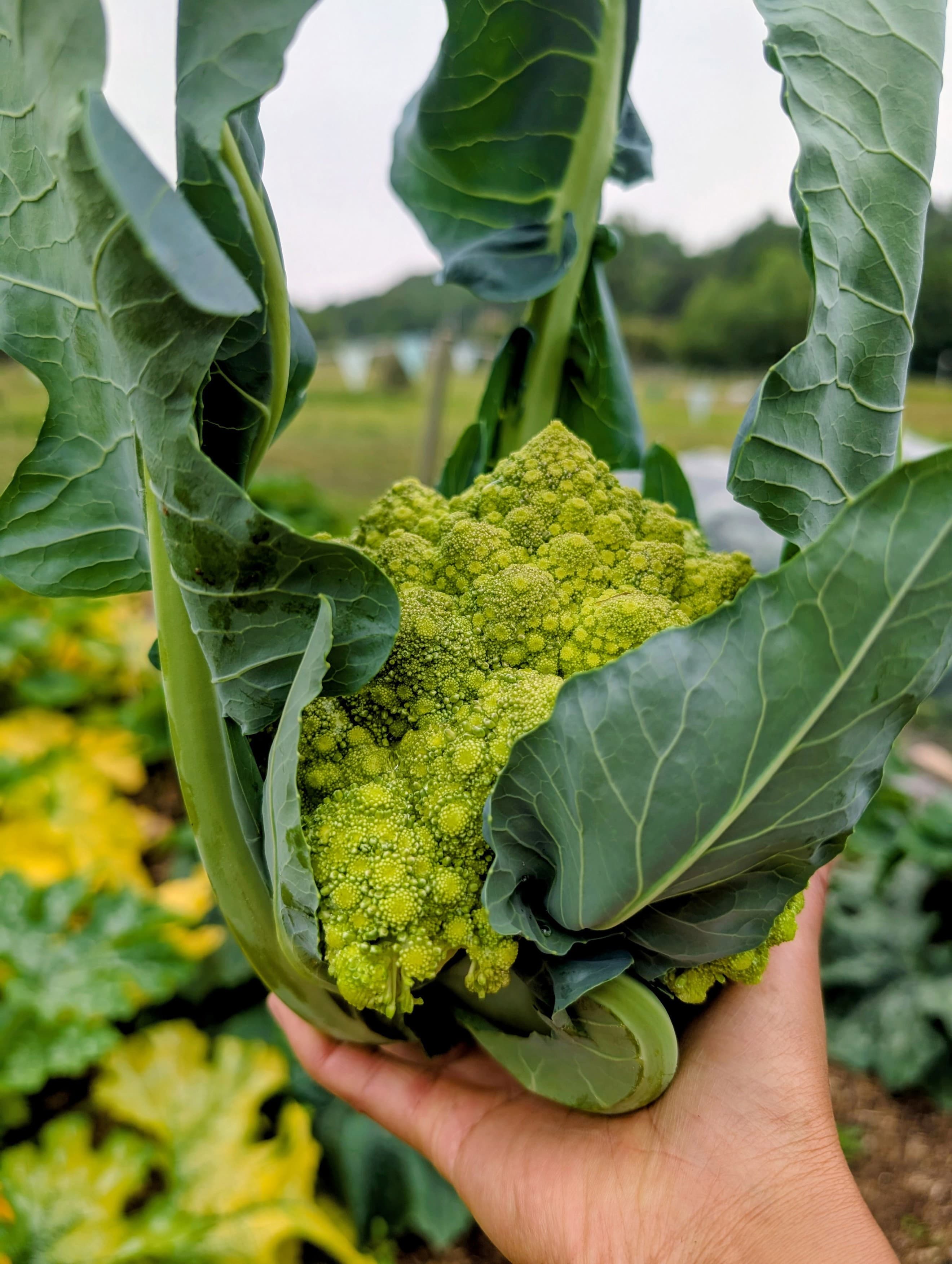 Romanesco