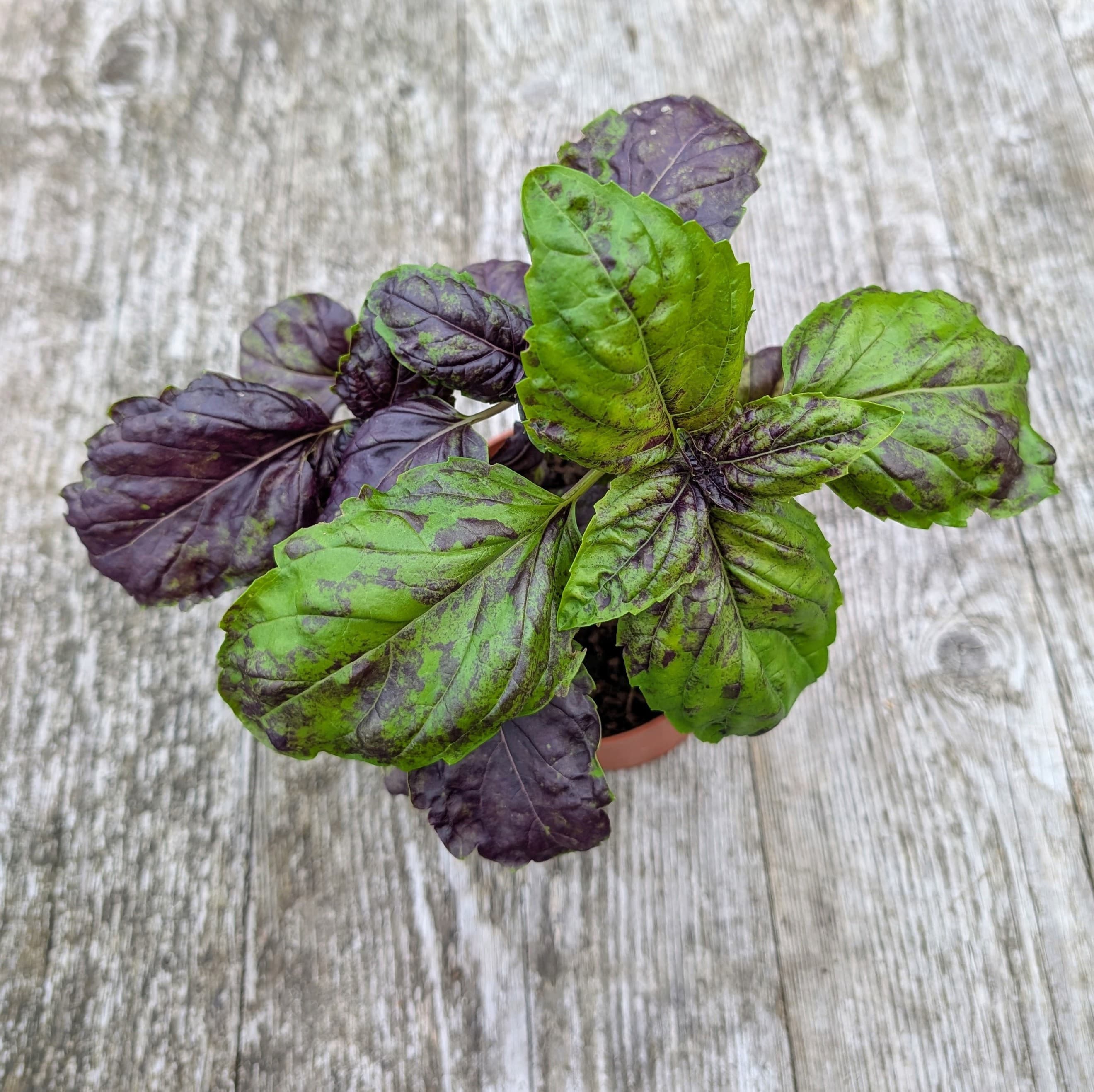 Basil Purple