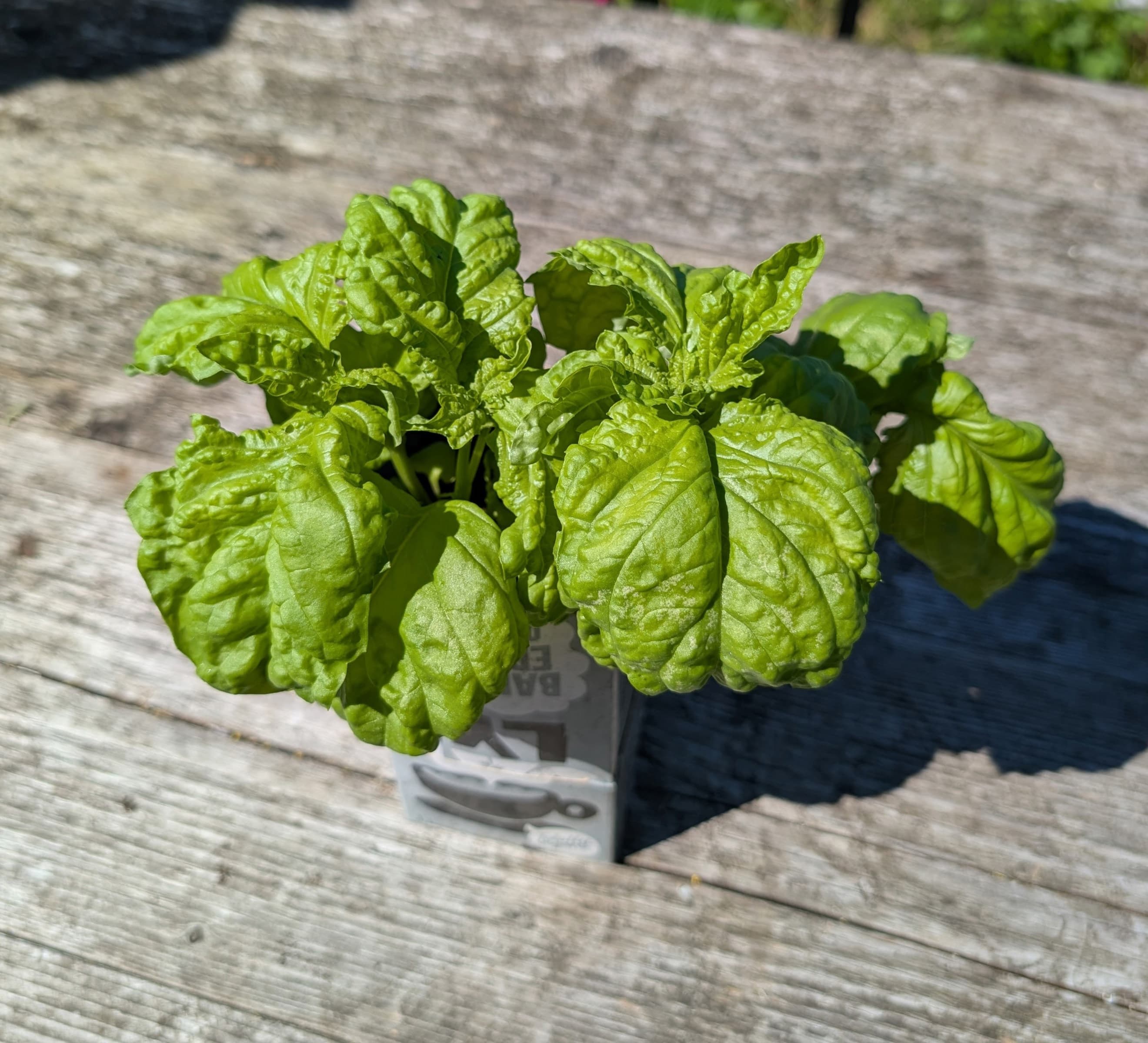 Basil Lettuce Green