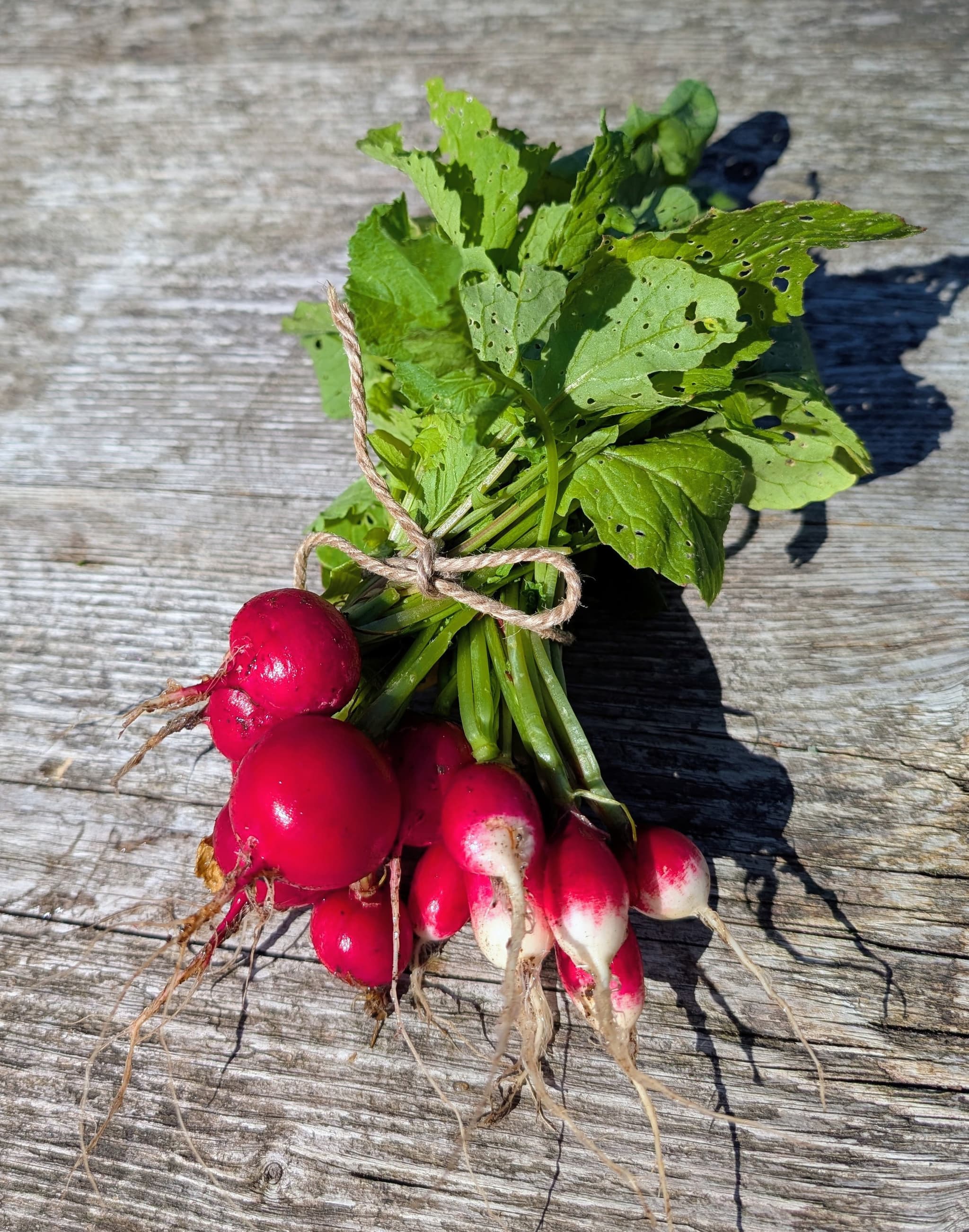 Mixed Radish