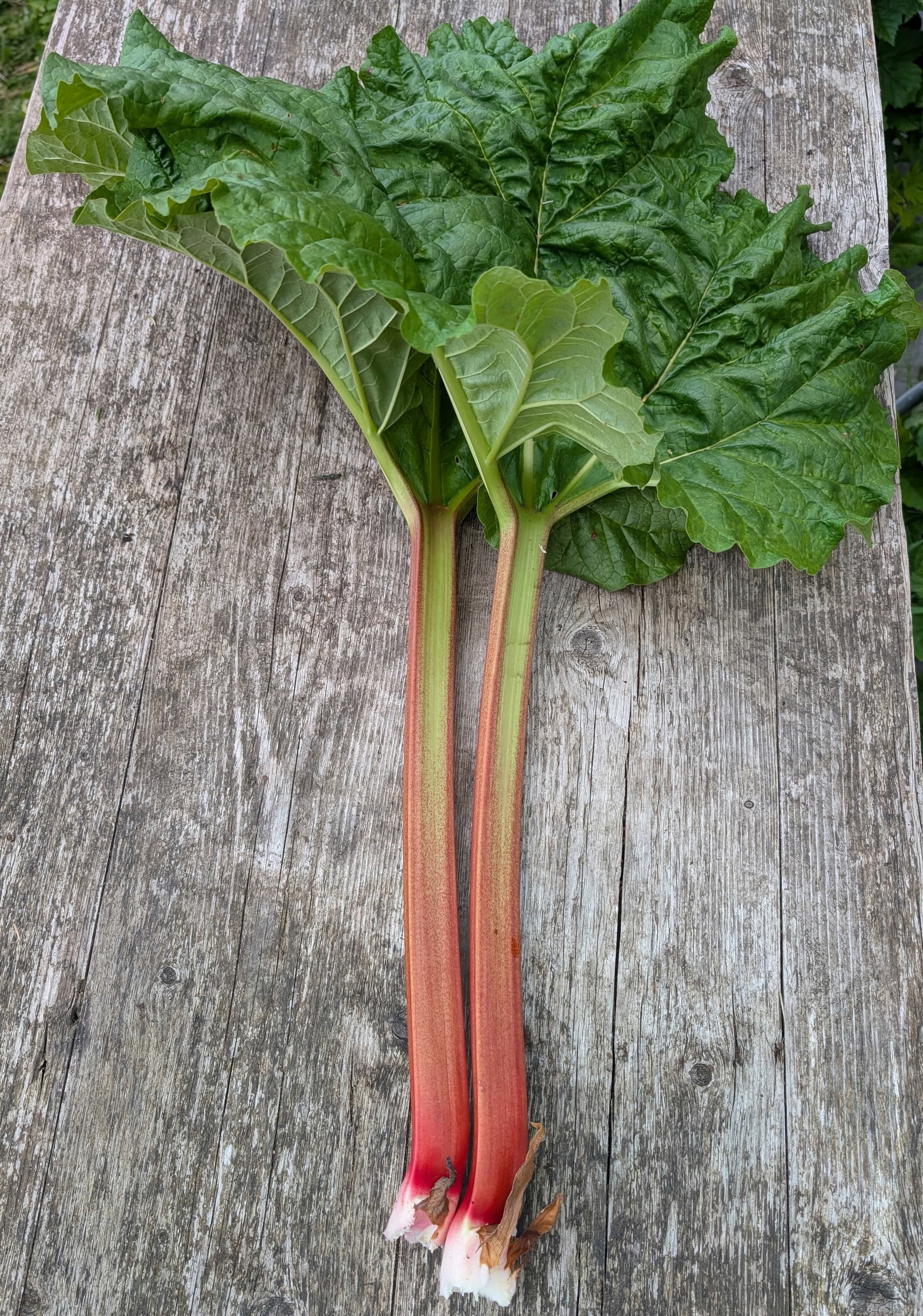 Rhubarb